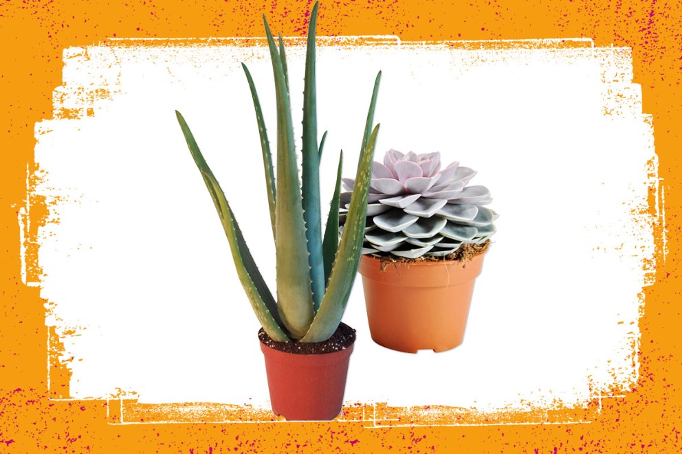 Vetplanten | Groene kamerplanten kiezen | HORNBACH Vetplanten | Groene kamerplanten kiezen | HORNBACH