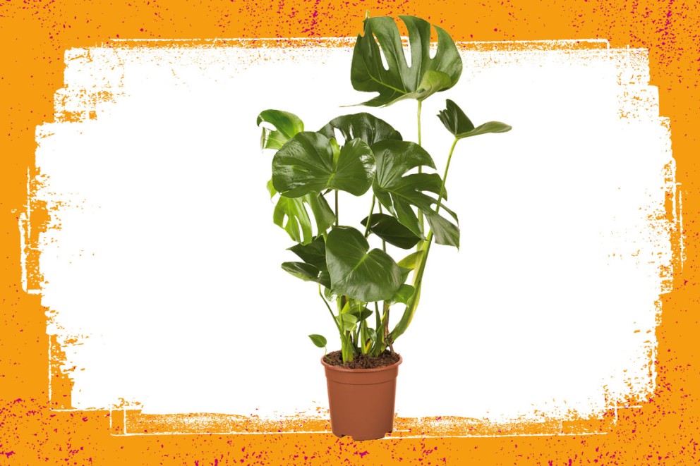 Monstera | Groene kamerplanten kiezen | HORNBACH Monstera | Groene kamerplanten kiezen | HORNBACH