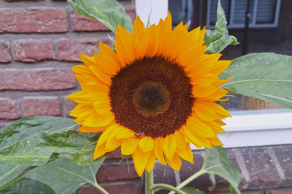 Zonnebloemen zaaien