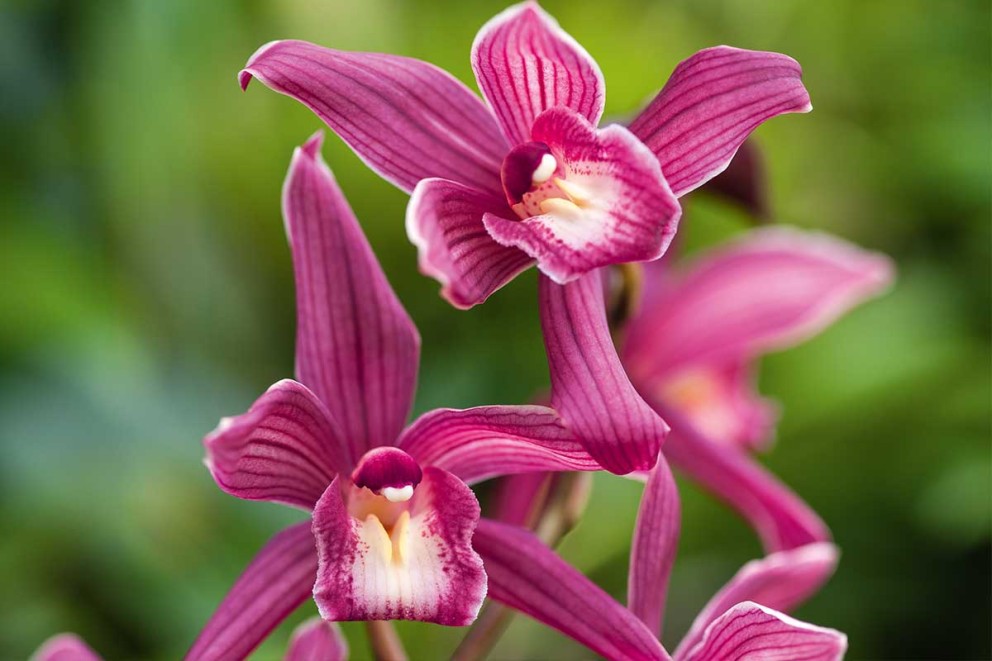 Orchideeën verzorgen | HORNBACH Orchideeën verzorgen | HORNBACH