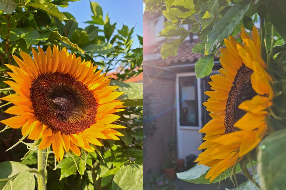 
				Helianthus annuus | HORNBACH

			