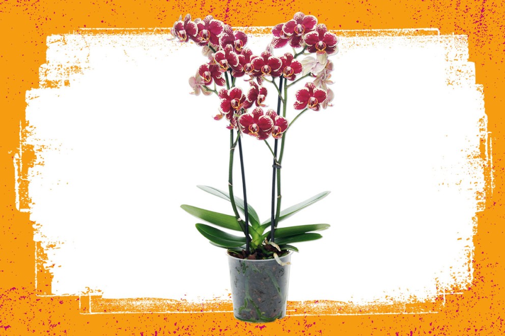 Orchidee | Bloeiende kamerplanten kiezen | HORNBACH Orchidee | Bloeiende kamerplanten kiezen | HORNBACH