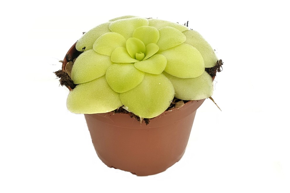Pinguicula | HORNBACH Pinguicula | HORNBACH