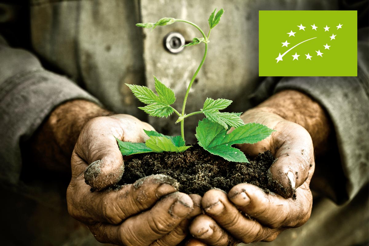 Handen houden een plant met aarde vast, symbool voor biologische landbouw