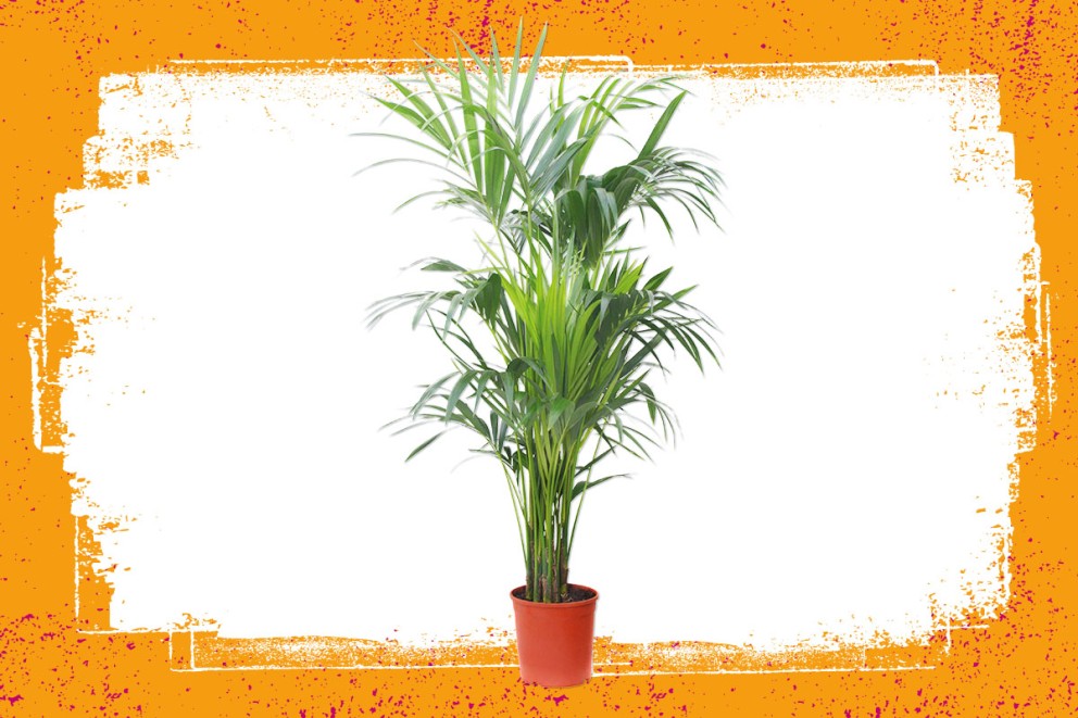 Palm | Groene kamerplanten kiezen | HORNBACH Palm | Groene kamerplanten kiezen | HORNBACH