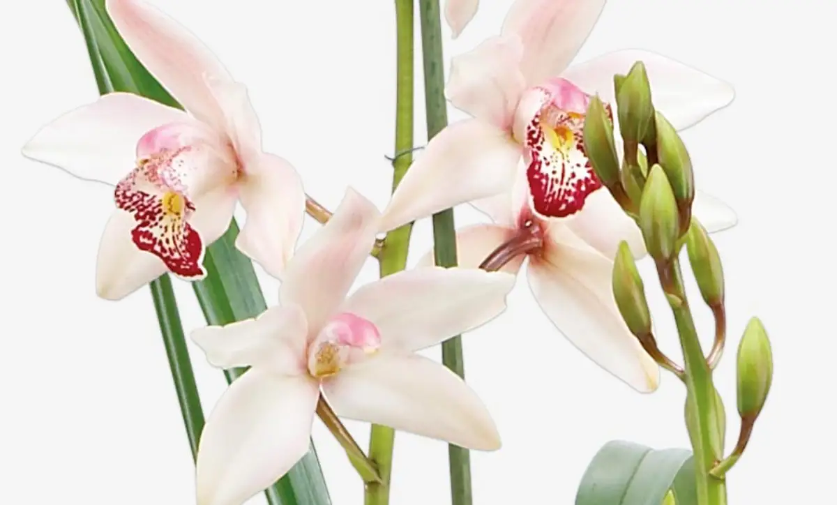 Cymbidium orchidee | HORNBACH
Cymbidium orchidee | HORNBACH