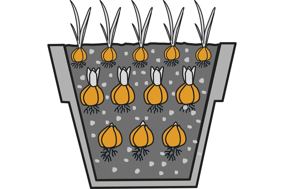 Bloembollen planten lasagnebeplanting | HORNBACH Bloembollen planten lasagnebeplanting | HORNBACH