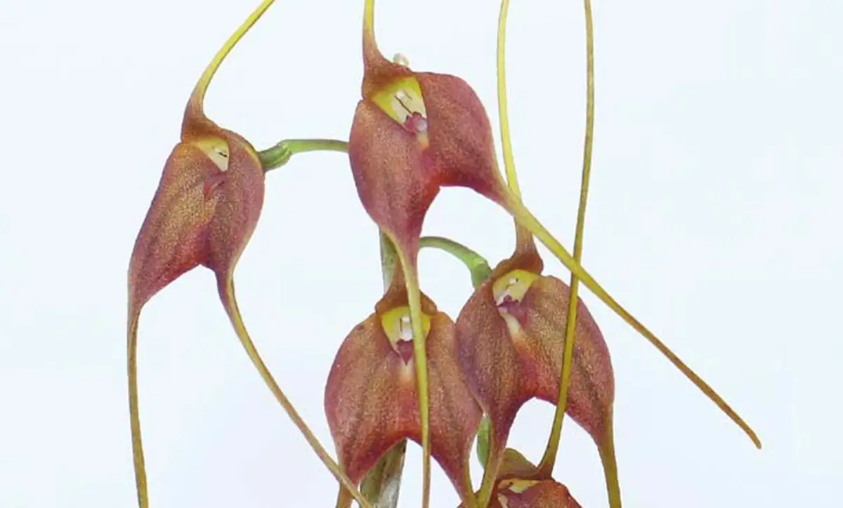Masdavallia (Dracula orchidee) | HORNBACH
Masdavallia (Dracula orchidee) | HORNBACH