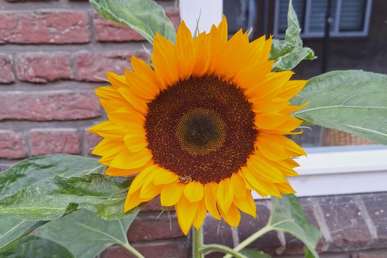 Zonnebloemen zaaien Zonnebloemen zaaien