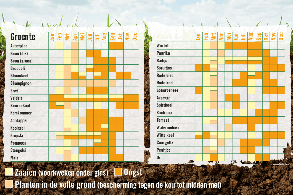 Groente zaaien en oogsten . HORNBACH Groente zaaien en oogsten . HORNBACH
