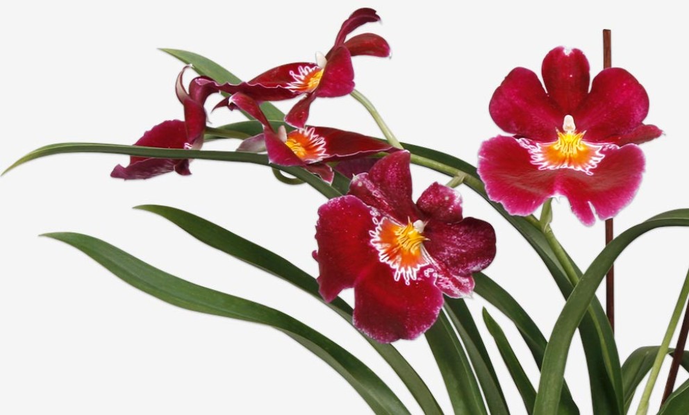 
				Miltonia orchidee | HORNBACH

			