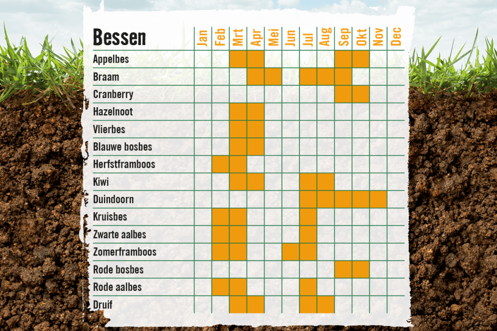 Bessenstruiken snoeien . HORNBACH Bessenstruiken snoeien . HORNBACH