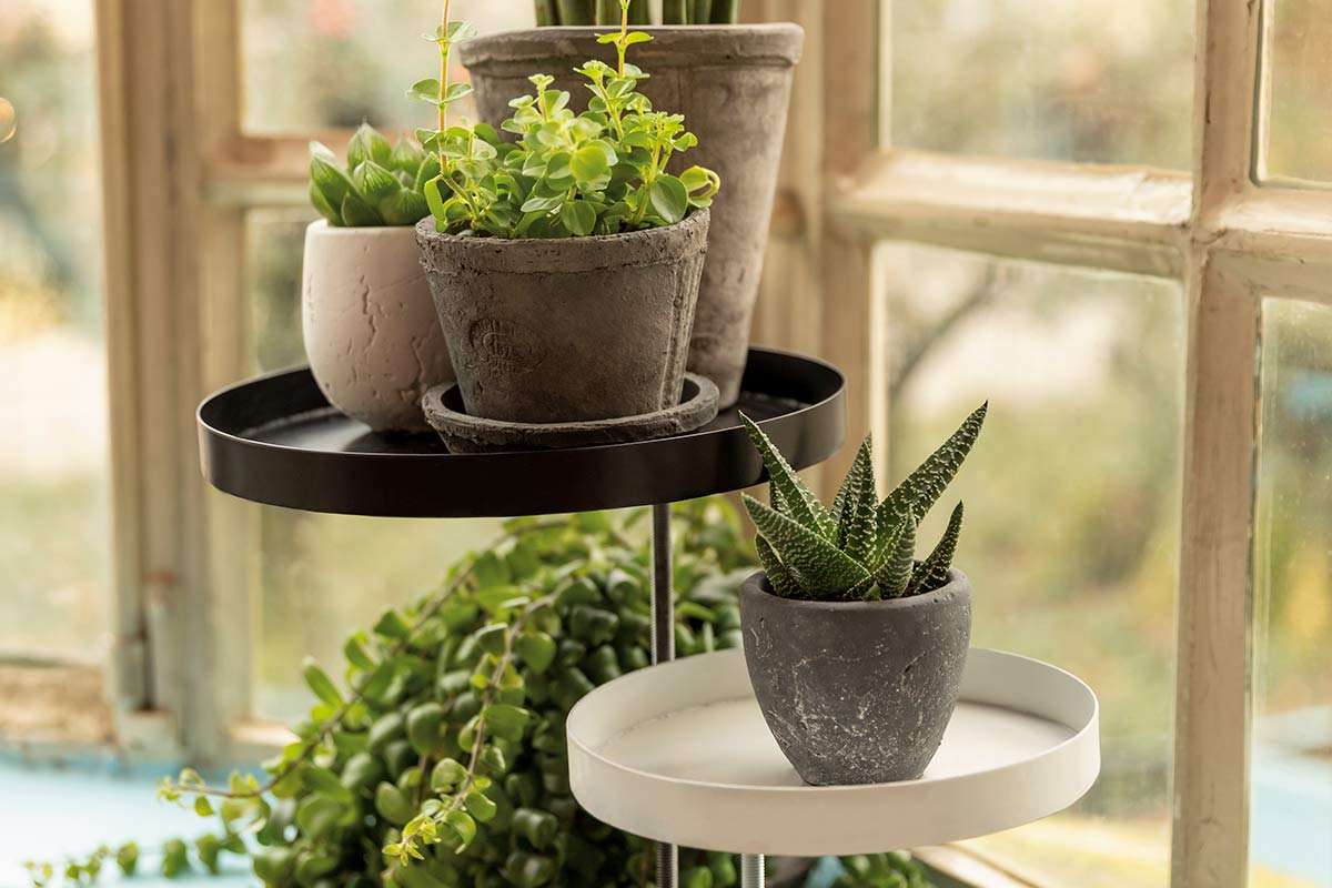 Planten op een plantenstandaard voor een raam.