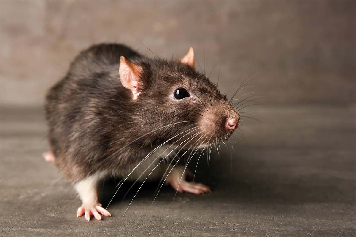 Close-up van een bruine rat, een potentiële plaag.