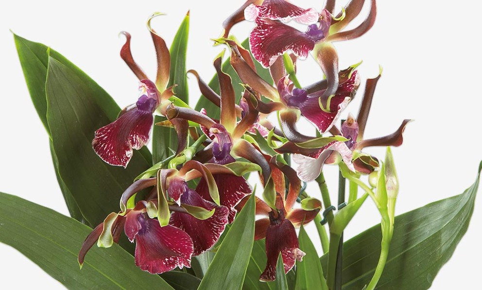 
				Zygopetalum orchidee | HORNBACH

			