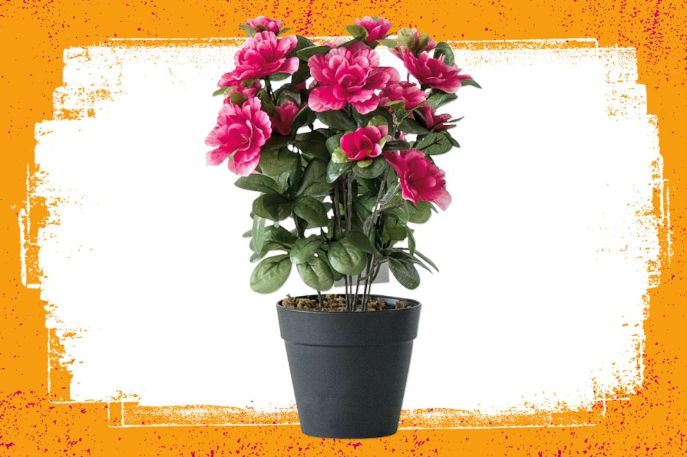 Azalea | Bloeiende kamerplanten kiezen | HORNBACH Azalea | Bloeiende kamerplanten kiezen | HORNBACH
