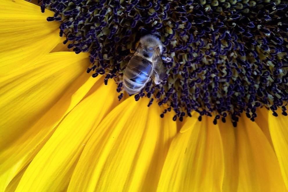 Zonnebloemen | HORNBACH Zonnebloemen | HORNBACH