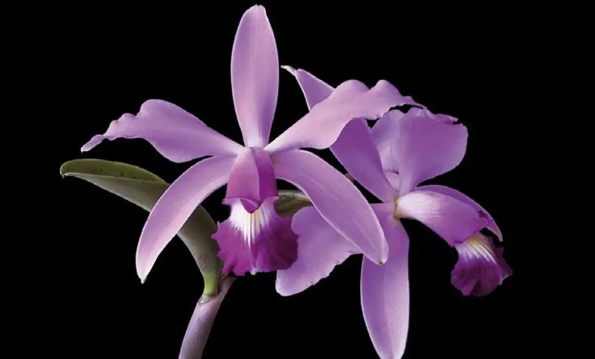 Cattleya orchidee | HORNBACH
Cattleya orchidee | HORNBACH