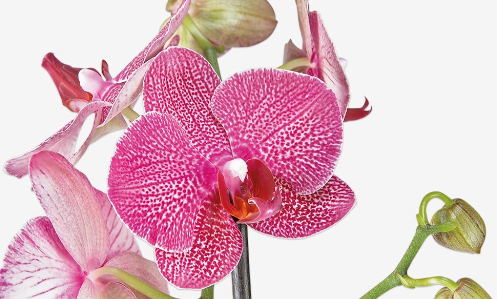 
				Phalaenopsis orchidee | HORNBACH

			