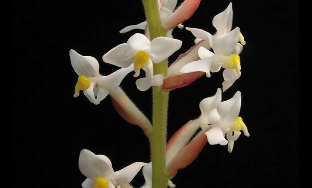 Ludisia orchidee | HORNBACH
Ludisia orchidee | HORNBACH