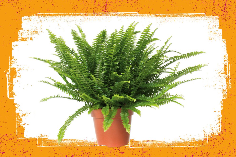 Varens | Groene kamerplanten kiezen | HORNBACH Varens | Groene kamerplanten kiezen | HORNBACH