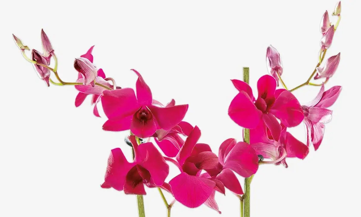 Dendrobium Phalaenopsis groep (hybride) orchidee | HORNBACH
Dendrobium Phalaenopsis groep (hybride) orchidee | HORNBACH