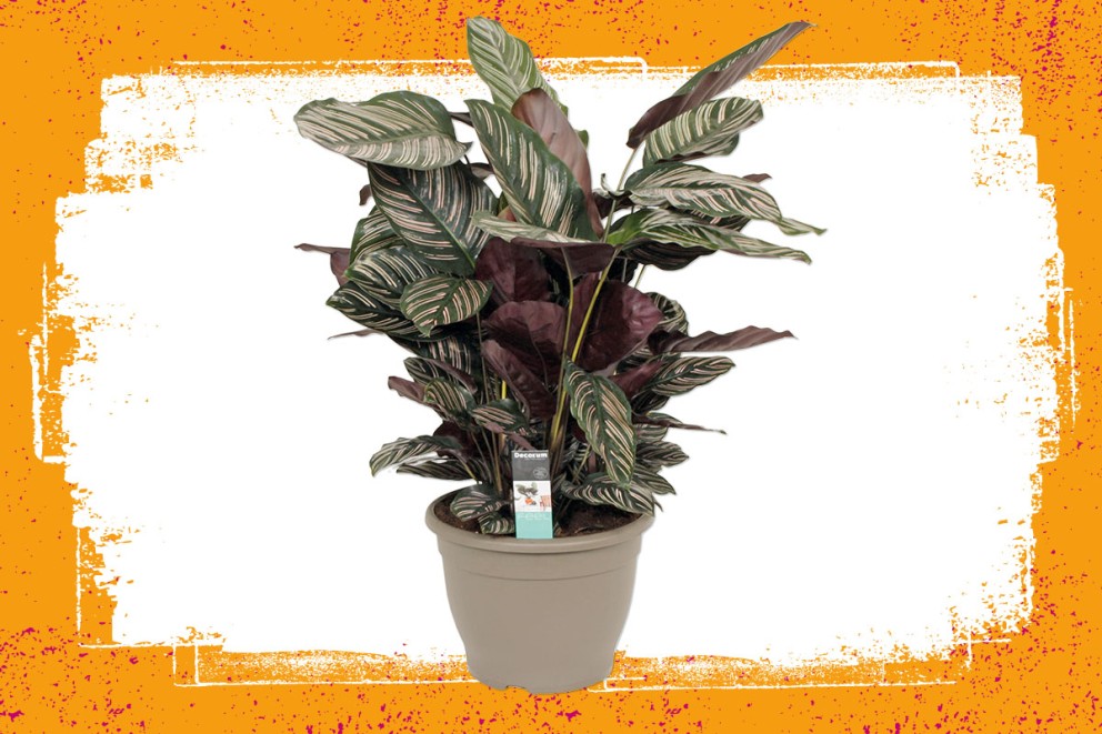 Calathea | Groene kamerplanten kiezen | HORNBACH Calathea | Groene kamerplanten kiezen | HORNBACH
