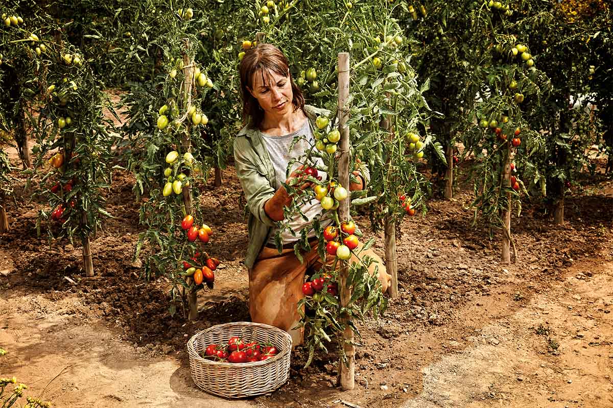 Vrouw oogst tomaten in een tuin met tomatenplanten.
