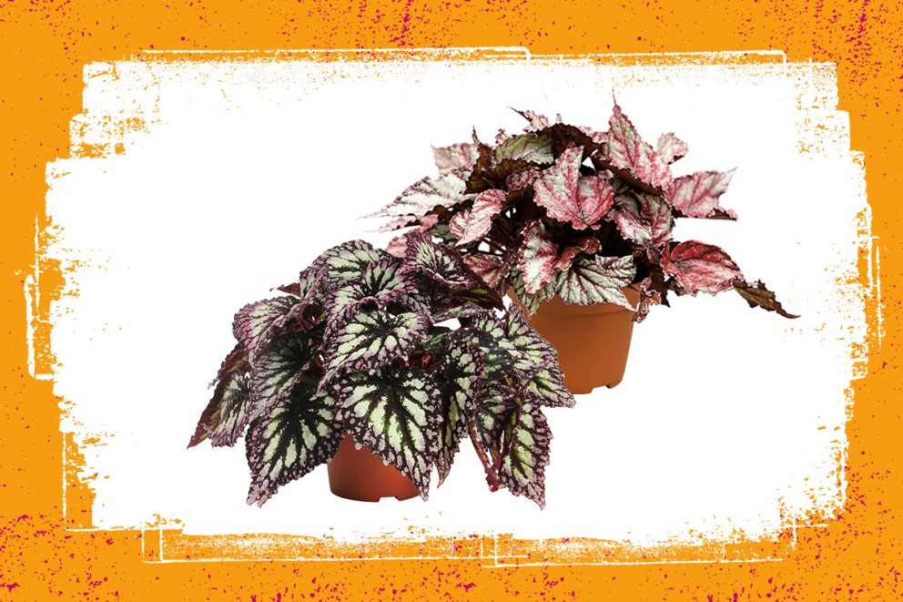 Begonia | Groene kamerplanten kiezen | HORNBACH Begonia | Groene kamerplanten kiezen | HORNBACH