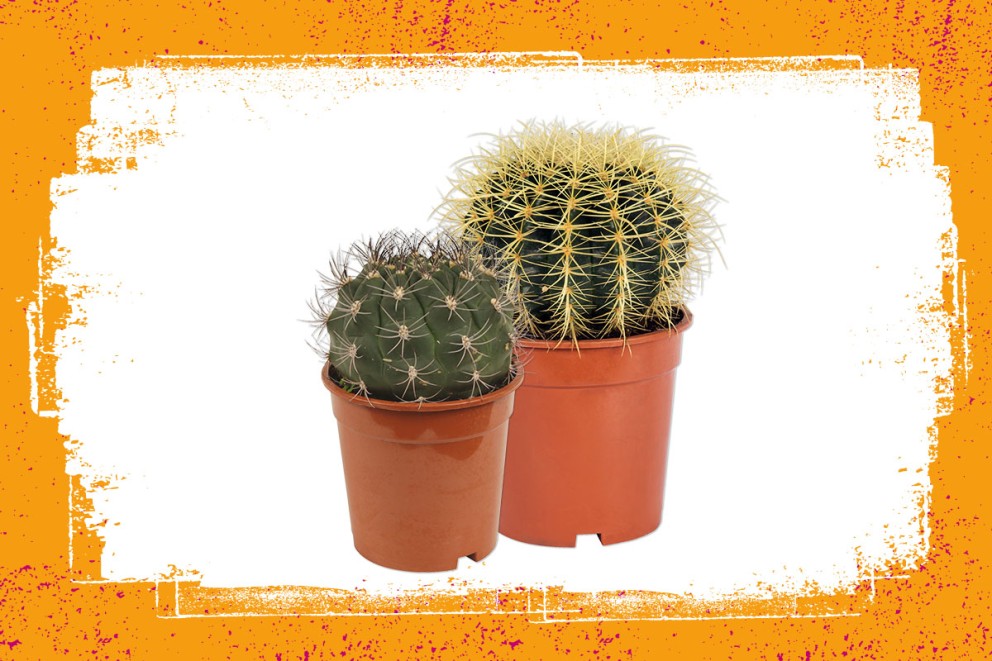 Cactus | Groene kamerplanten kiezen | HORNBACH Cactus | Groene kamerplanten kiezen | HORNBACH