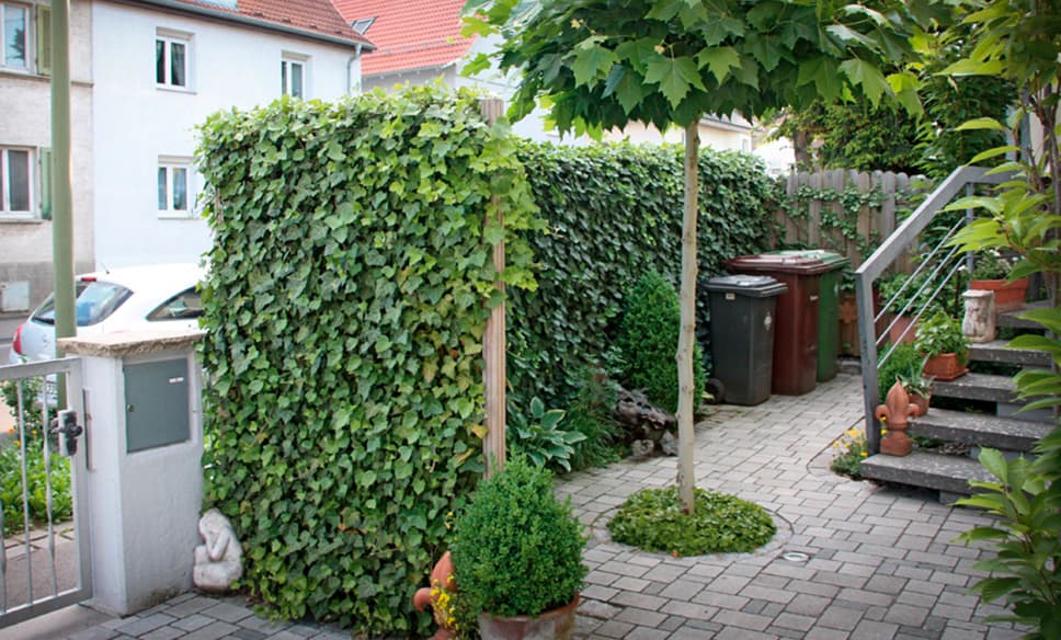 Tuinscene met klimopheg, boom en betegeld pad