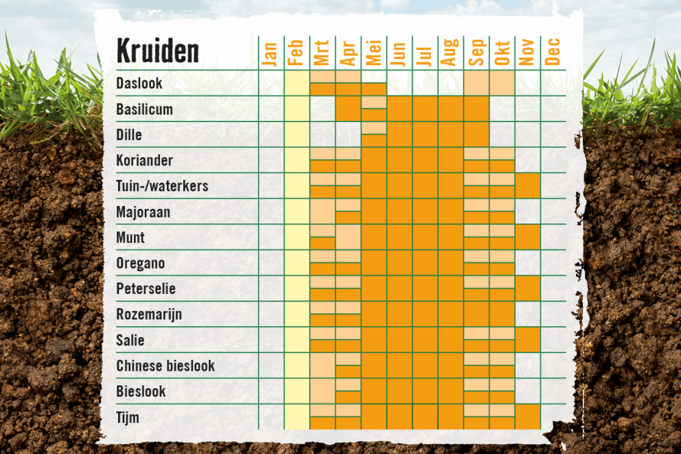 Plant en oogstkalender kruiden . HORNBACH Plant en oogstkalender kruiden . HORNBACH