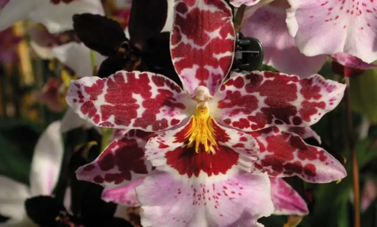 Vuylstekeara orchidee | HORNBACH
Vuylstekeara orchidee | HORNBACH