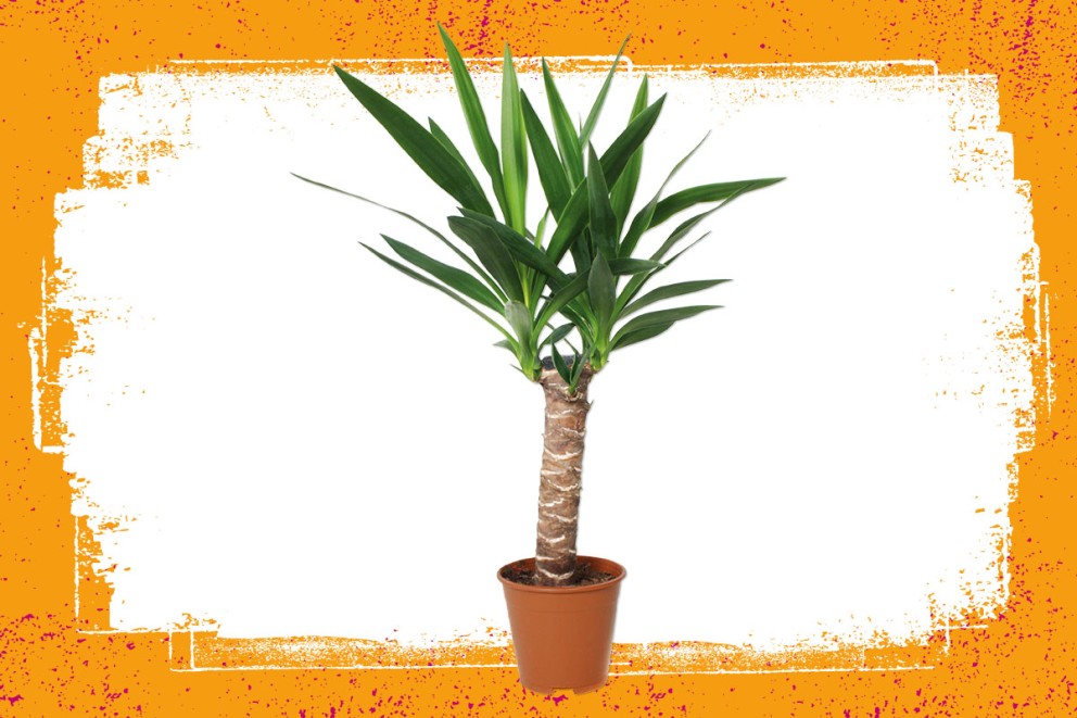 Yucca | Groene kamerplanten kiezen | HORNBACH Yucca | Groene kamerplanten kiezen | HORNBACH