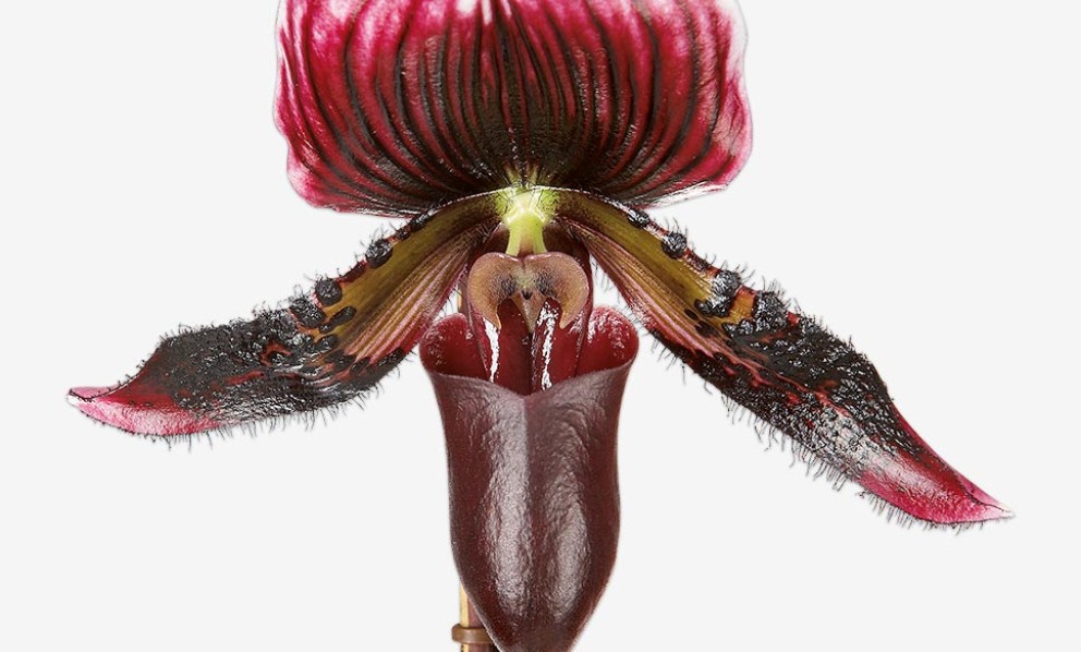 
				Paphiopedilum orchidee | HORNBACH

			