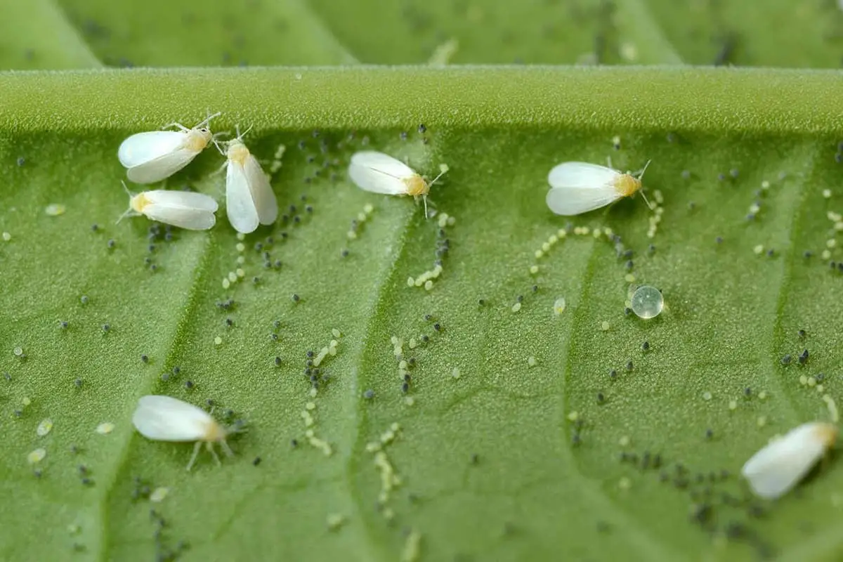 Witte vliegjes op plant . HORNBACH
Witte vliegjes op plant . HORNBACH
