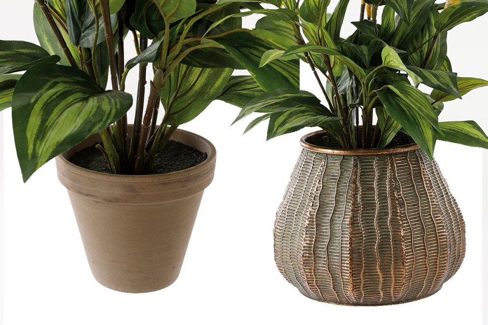 Nepplant in pot | HORNBACH Nepplant in pot | HORNBACH