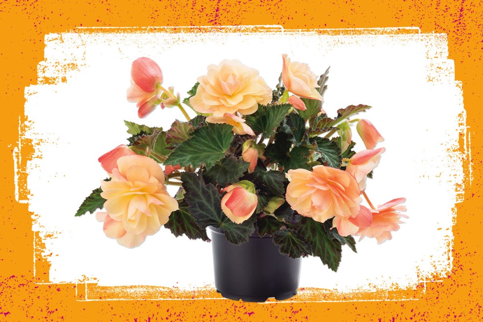 Begonia | Bloeiende kamerplanten kiezen | HORNBACH Begonia | Bloeiende kamerplanten kiezen | HORNBACH