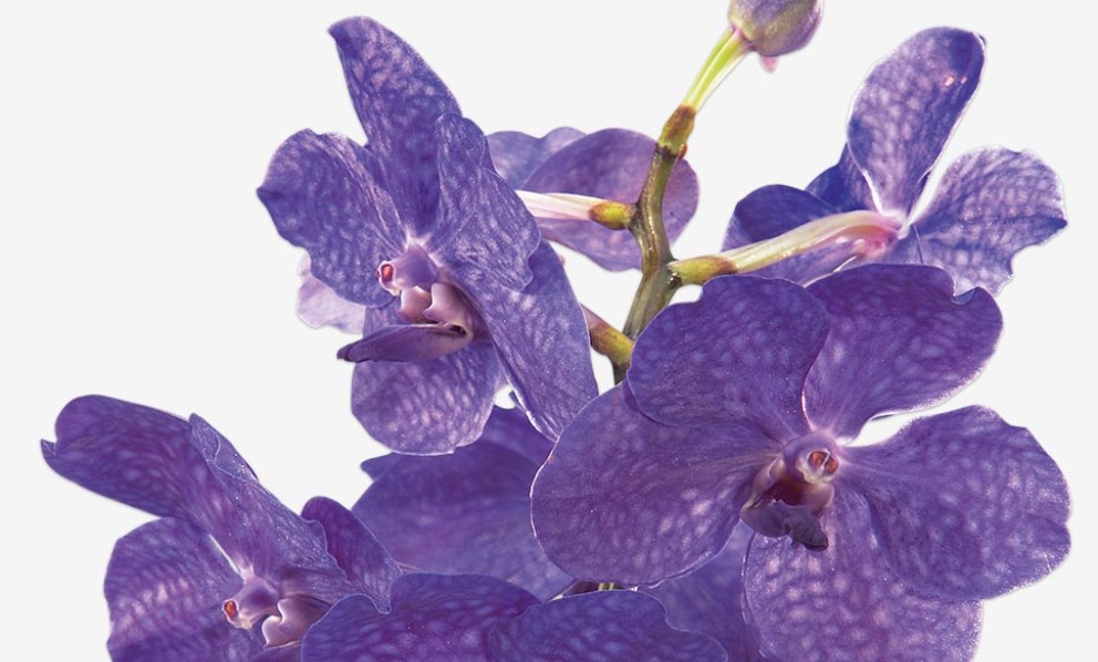 
				Vanda orchidee | HORNBACH

			