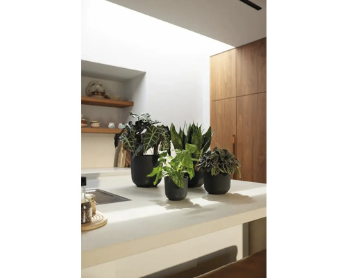 Een lichte keuken met verschillende kamerplanten in potten op het aanrecht