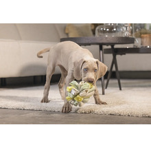 Weimaraner puppy met hondenspeelgoed in de bek