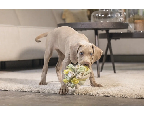 Weimaraner puppy met hondenspeelgoed in de bek