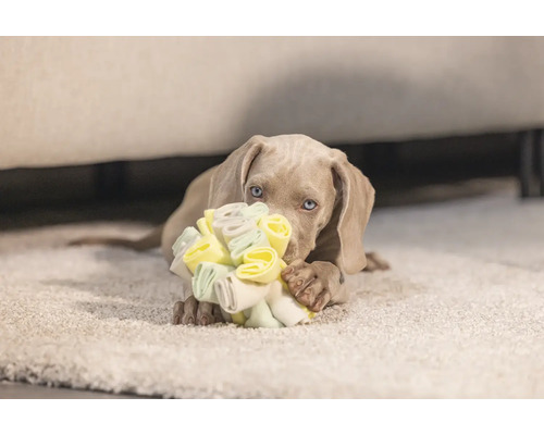 Weimaraner puppy met hondenspeelgoed op een tapijt