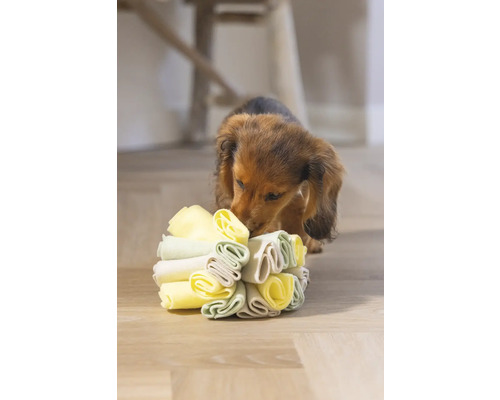 Teckelpuppy speelt met een stoffen hondenspeeltje