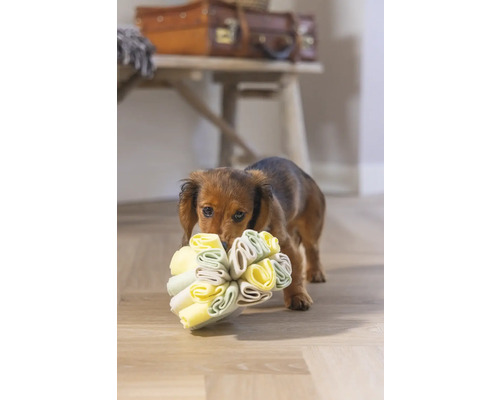 Teckel draagt hondenspeelgoed in zijn bek