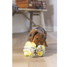 Teckel speelt met een hondenspeeltje op de vloer