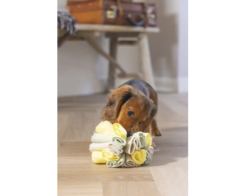 Teckel speelt met een hondenspeeltje op de vloer