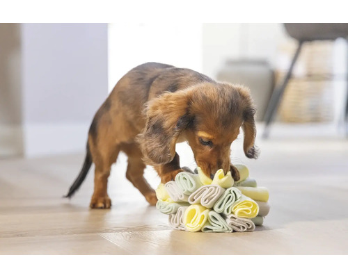 Teckel puppy speelt met een interactief hondenspeeltje.