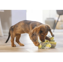 Teckel speelt met een stapel textiel binnenshuis