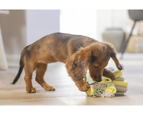 Teckel speelt met een stapel textiel binnenshuis